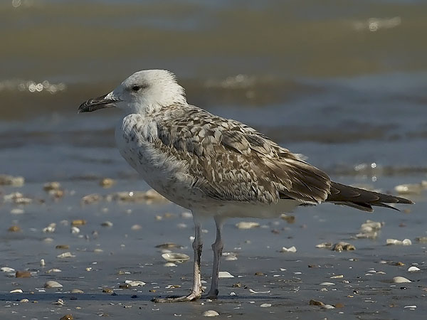 Aroharmaalokki, Caspian Gull, Larus cachinnans